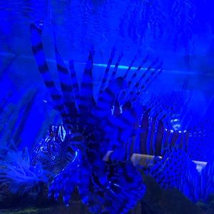 Meet your Posher, Mia